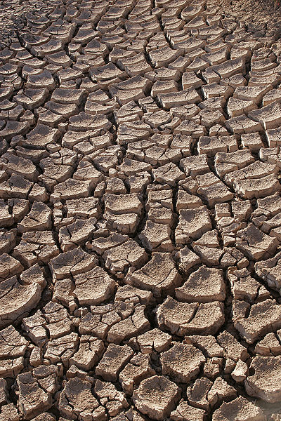 During The Years Of Plenty, Prepare For The Years Of Drought - Photo Taken By Tomas Castelazo