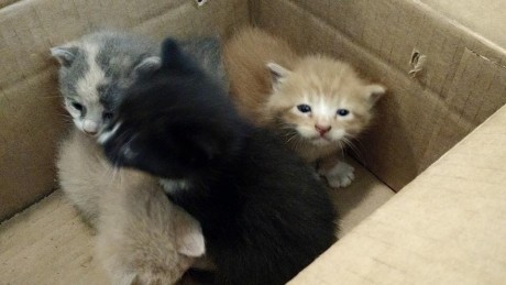 Abandoned Kittens - Panhandle Animal Shelter
