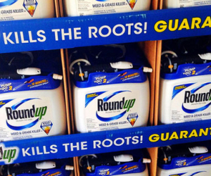 Researcher: Scientists Have Warned for Years that Monsantos Roundup Causes Cancer