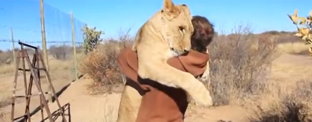 A lion leaps into a man's arms  for a giant hug. (Yahoo News)