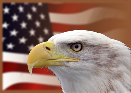 Bald Eagle American Flag - Public Domain