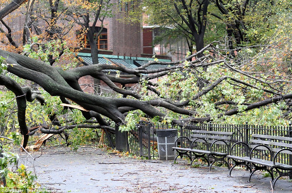 Timber: Superstorm Sandy caused a fallen tree to crash down near park benches in Manhattan's Upper West Side