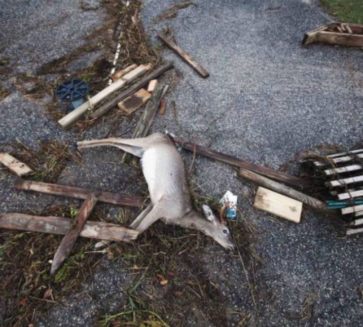 A dead deer is pictured with driftwood and debris left by a combination of storm surge