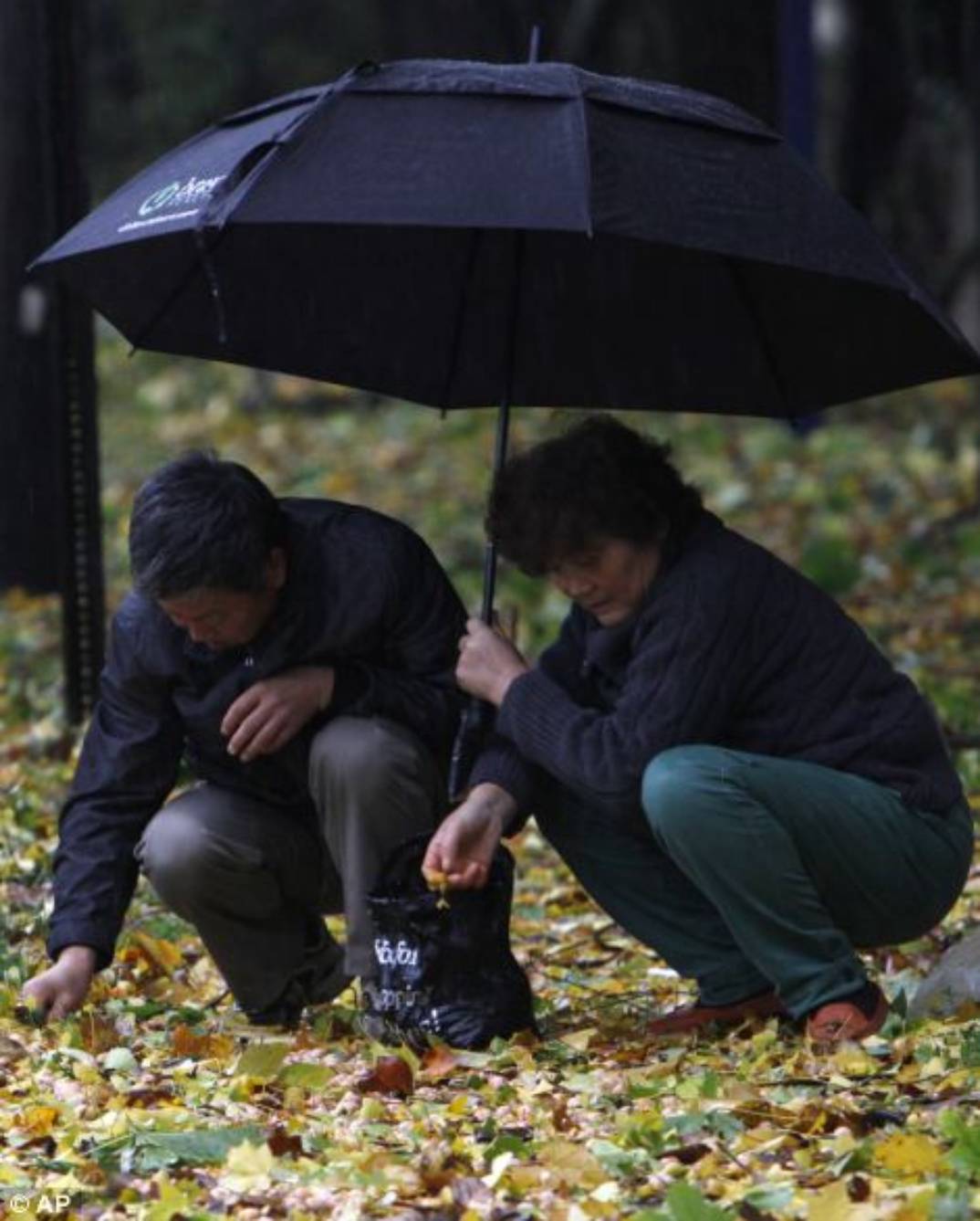 An unidentified couple collects ginkgo fruit knocked from trees b
